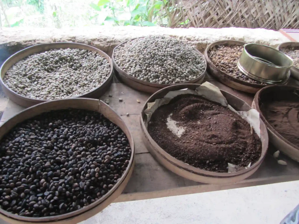 Green, roasted and ground Kintamani coffee in woven trays