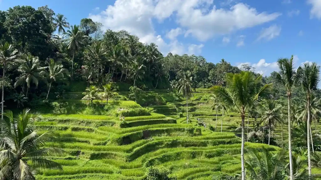 Terraced rice fields at Tegalalang, north of Ubud